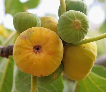 əncir qurusu: Pirşaĝı quru enciri. Yayda Pirşaĝıda quruduruq. Kohne sovet krovatinda — 4