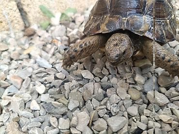 lama: UMUMI QIYMETDIR!!! Araliq deniz Tisbagalari 🇦🇿 Azərbaycan dili: 🐢 4 — 3