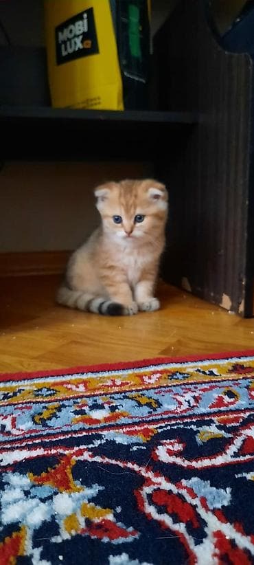 ucuz quzular: Şotland, Erkək, Yaxşı əllərə, Ünvandan götürmə, Ödənişli çatdırılma — 6