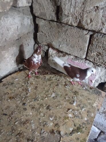 ördək yumurtası satışı: Tam sağlam heyvanlardi tutulmalardi — 6