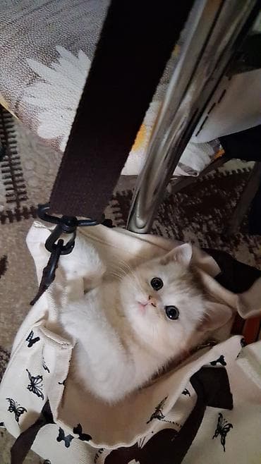 Pişiklər: Qızıl şinşilla, Dişi, Yaxşı əllərə, Ünvandan götürmə, Ödənişli çatdırılma — 4