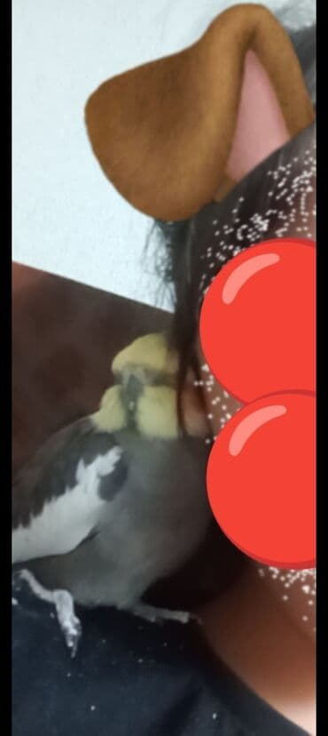 купить клетку для морской свинки: 9 aylıq korella təcili satılır 9 ayligdir erkekdir şu qabı yem qabı — 7