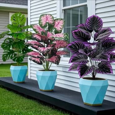 dekarativ guller: 🌸 İstədiyiniz dibçəyi, istədiyiniz ölçüdə yığırıq! 🏡 Evlər, ofislər — 21