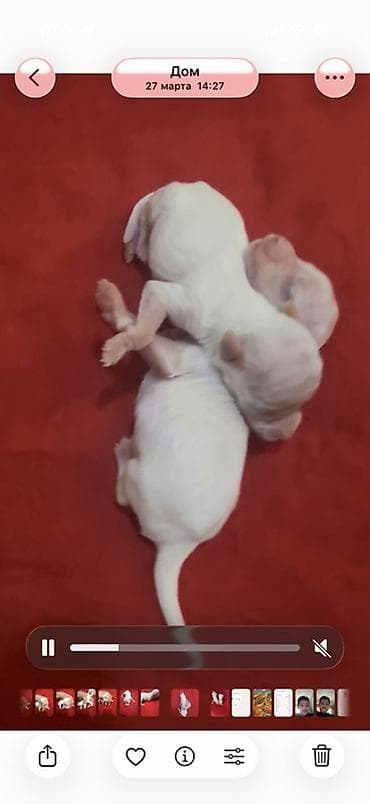 balaca it cinsleri: Malta bolonka — 2