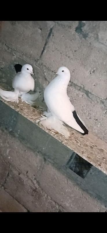 Ağ və ağ-qara naxışlı fancy göyərçinlər (cütlük və fərdlər). - Növ lalafo.az -da Ağ və ağ-qara naxışlı fancy göyərçinlər (cütlük və fərdlər). - Növ