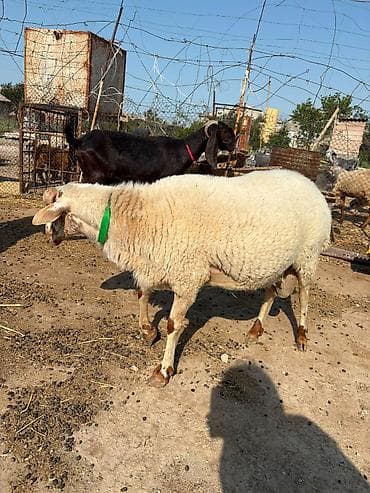 Erkək, il: 1, 75 kq, Damazlıq, Ətlik, Ödənişli çatdırılma — 4