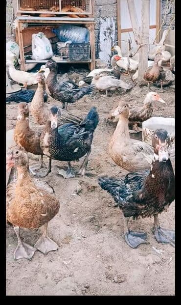 hinduşqa gəncə: Məhsul: Ördəklər (təsərrüfat üçün) Təsvir: - Təsərrüfat şəraitində — 4
