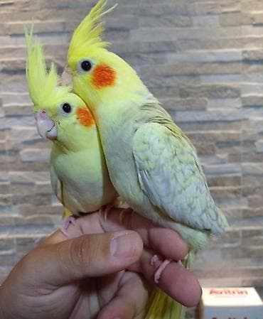 zvanok it satilir: SUPER KARELA “Sultan quşları” dəsti Dəstə daxildir: - 2 ədəd Karela — 3