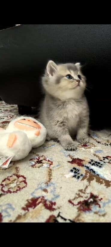 bala pişik şəkilləri: Britan — 4