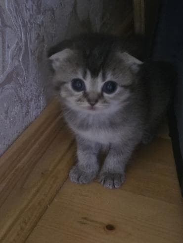 pişiklərin cütləşməsi: Şirin pişik balaları - Cins: Scottish Fold/Scottish Straight tipli — 8