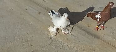 haski satilir: Satılır: Fantail tipli dekorativ göyərçin Xüsusiyyətlər: - Rəng — 8