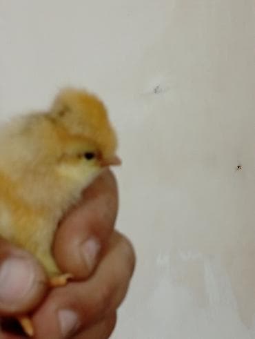 Cücələr: Toyuq cücələri, Damazlıq — 6