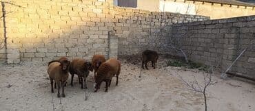 qoyun qirxan masin satilir: Qoyunlar, qoçlar — 3