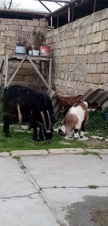 heyvanlar keci: Salam ana bala balası erkekdi saglam arpa yonca yeyen heyvandı real — 3