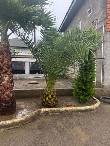 1 ton suyun qiymeti: Dekorativ xurma/finik palmanın satışa təklifi - Növ: Phoenix — 2