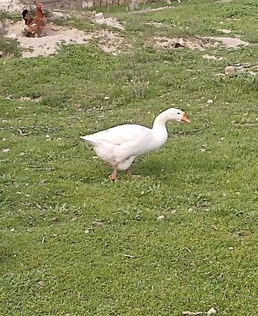 qaz balasl: Salam 2 eded Linda qazlari 2 side yumurtlayir hal hazirda. erkek yoxdu — 3