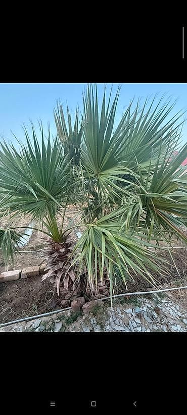 lan: Ikili dekorativ palma ağacı – Washingtonia (fan tipli yarpaq) - Növ — 3