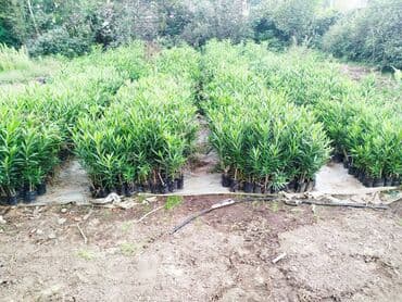 tut aragi satilir: Dekorativ agaclar — 4