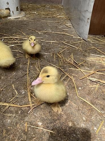 golden satışı: Muscovy (indo) ördək balaları – sarı tüklü, çəhrayı dimdikli, aktiv və — 3