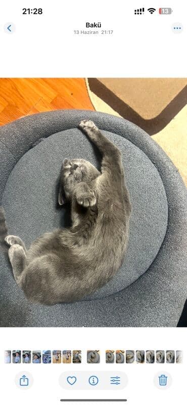 dişi pişik: Şotland — 3