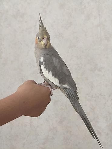 derzi quşu: Salam, boz 5 aylıq erkək korella satılır, əl quşudur, ələ — 7