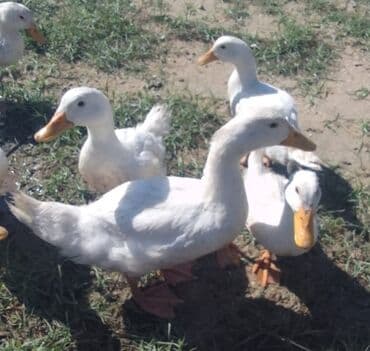 kuban ördek: Dişi, | Kuban, Ətlik, Ünvandan götürmə — 2