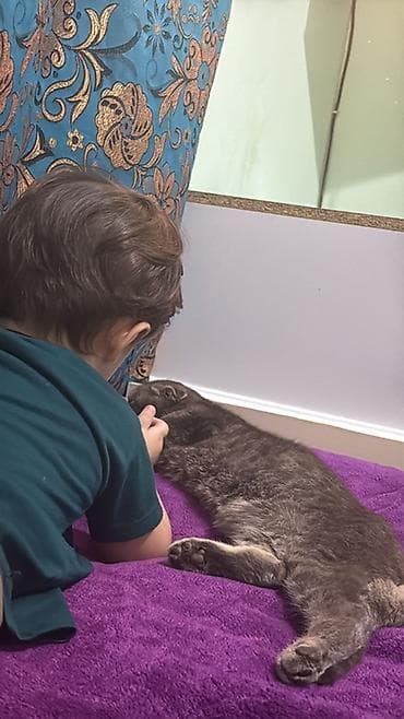 pişik cantası: Şotland, Dişi, Cütləşmə üçün, Pulsuz çatdırılma — 4