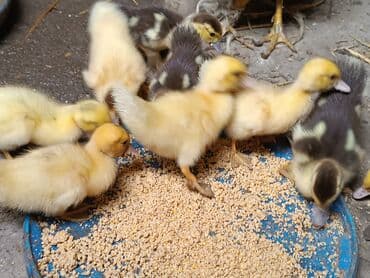 ördək yumurtası satışı: Dişi, | Lal ördək, Ətlik, Ünvandan götürmə — 4