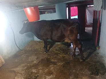 Kök cavan malar qara yernli olda sütlük