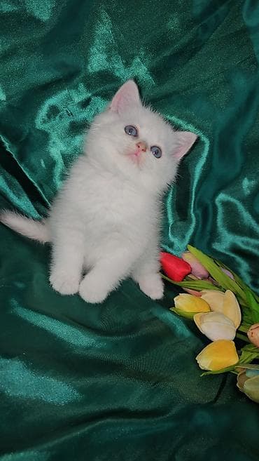 Ferrari: Шотландская, Самец, Самовывоз — 10