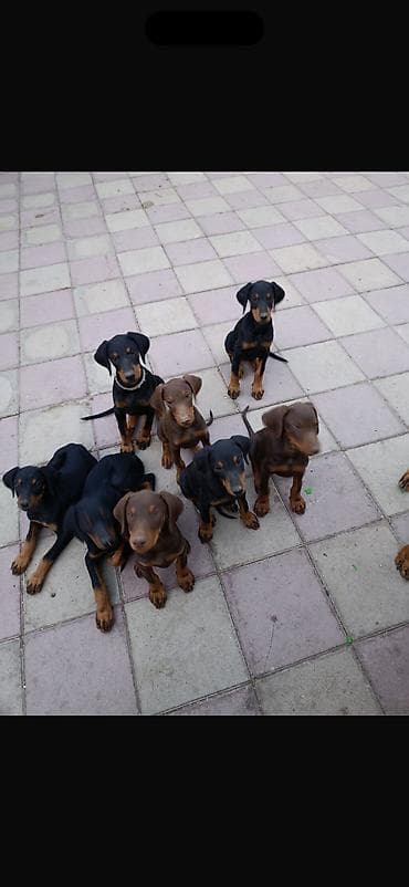 anadolu coban iti: Doberman, 2 ay, Peyvəndli, Pulsuz çatdırılma — 1