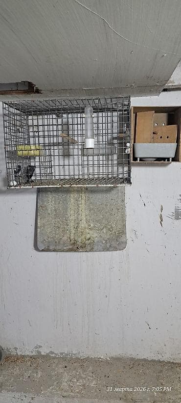 qara it sekilleri: Quş qəfəsləri və volyerlər dəsti - Böyük metal volyer: möhkəm məftil — 9