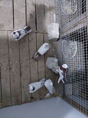 göyərçin yuvası: Salam saglam quşlardı 16.17 tük istəyən yazsın vatsaf aktivdi - Növ — 5