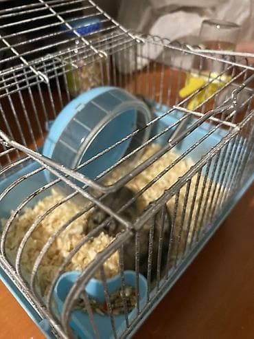 hamster satisi: Hamster və qəfəs dəsti Məhsul tərkibi: - Kiçik ölçülü metal — 5