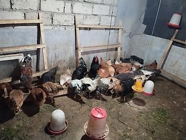 Toyuqlar: Toyuq, Damazlıq — 4