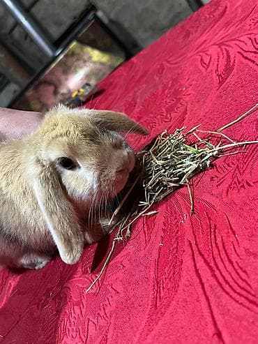 yeher satisi: Dekorativ Lionhead bala dovsanlar Ve Qulaqi sallag dovsanda satilir — 9