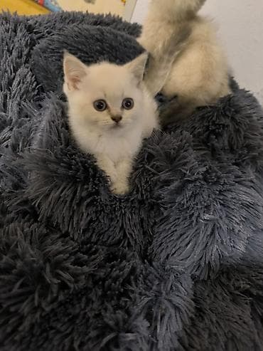 siyan pişiyi: Britan — 1