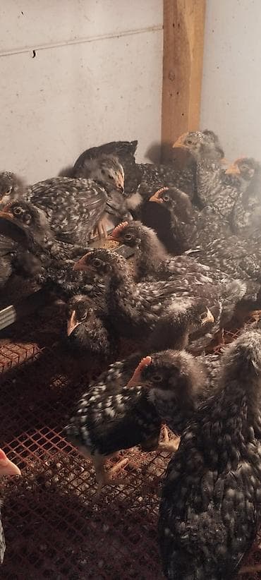 Другие с/х животные: Куриные цыплята, Для разведения, Платная доставка — 2