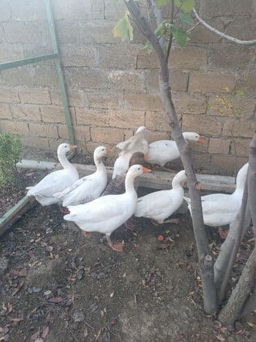 qiz it adlari: Qaz sürüsü – ağ və bir ədəd boz rəngli - Növ: ev qazı - Rəng: əsasən — 3