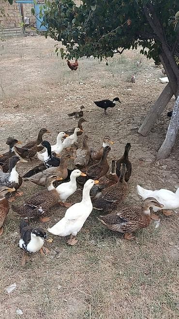 ari ailesi satisi: Ördəklər.5manatdan 25manata kimi deysiir boyuna ayına gününe yaşına — 3