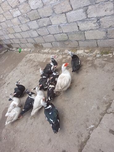 Qazlar: Misk ördəkləri (ındoutka) – qarışıq rənglərdə sürü - Şəkillərdə olan — 4