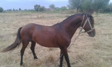 Inəklər, öküzlər: Digər kənd təsərrüfatı heyvanları — 1