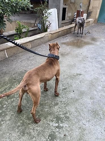 afcarka itləri: Pitbul, Erkek, Ünvandan götürmə — 2