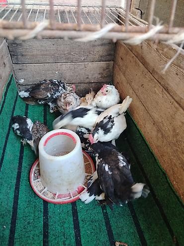 toyuq satılır: Toyuq, Milflör, Damazlıq — 10