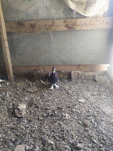 goyercin yuvasi: Salam 13 ədəd quşdu hamsina 80 manat verən olsa verəcəm tək birinci — 2