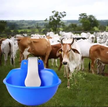 Kənd təsərüfatı heyvanları üçün dərmanlar: Suluk 
Iribuynuzlu üçün — 1