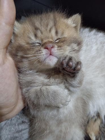 bala xaski: Britan, Erkək, Yaxşı əllərə, Ünvandan götürmə — 9