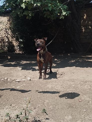 İtlər: Erkək pitbull - Güclü və çevik bədən, geniş döş qəfəsi, möhkəm — 2