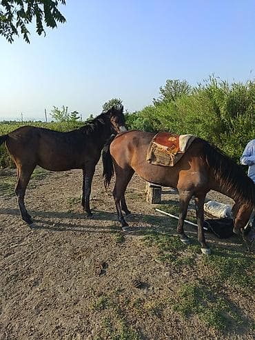 quslar type 1: Erkey daycadi Ucarda qiymetde cuzi endirim olacaq hele minilmir 1 yas — 1