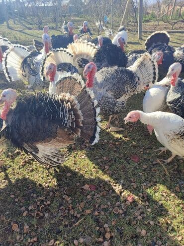 Məhsul: Hinduşka sürüsü Təsvir:super hundusqalar - Açıq havada